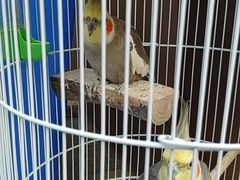 -一只羊·铜锅涮羊肉烧烤