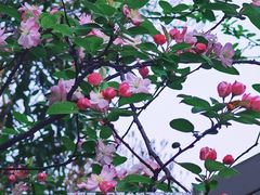 -花果园湿地公园