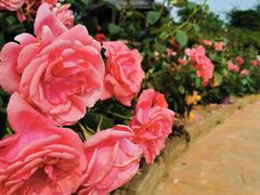 -武汉紫薇都市田园