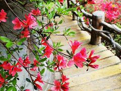 -木兰云雾山