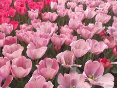 -洛阳郁金香牡丹园