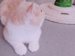 -飞行喵MR PILOT|猫舍·猫咖(静安大融城店)