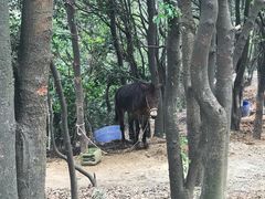 -火炉山森林公园