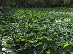 -长春市南湖公园