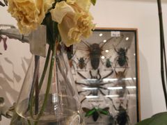 -植物学家的女儿(北马道巷店)