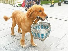-趣玩宠物乐园寄养训犬训狗游泳池