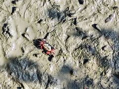 -北海金海湾红树林生态旅游区