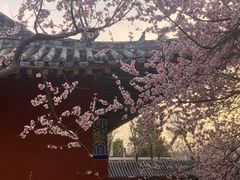 -桃花堤公园