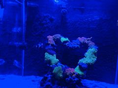 -海合安武汉极地海洋公园