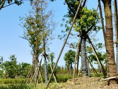 -春花秋色城市公园