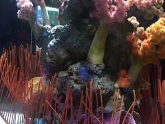 -暹罗海洋世界