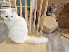 -楼上猫咖(罗湖店)