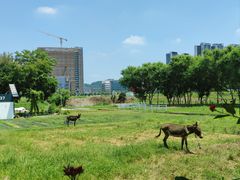 -光明小镇欢乐田园