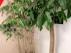 -感智盲人按摩·艾灸·肩颈SPA(岗厦店)