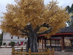 -广东圆玄道观