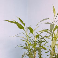 -Yue Show馨选·半永久纹眉纹眼线