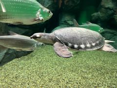 -上海海洋水族馆