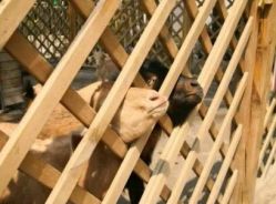 -萌宠亲子动物乐园(槐房万达店)