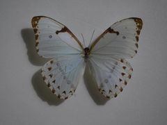 -上海昆虫博物馆