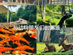 -泉州海丝野生动物世界