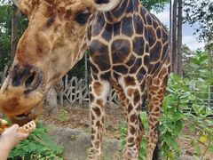 -清迈夜间动物园