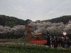 -苏州上方山国家森林公园