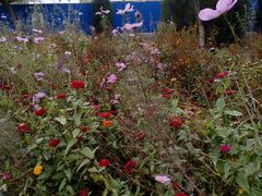 -永定河休闲森林公园