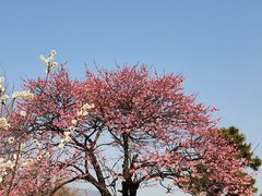 -梅花山(明孝陵内)