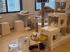 -有喵·猫咖·狗咖·30几只猫10只小狗(岗厦店)