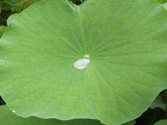 -梧桐人家中国太平国际健康颐养社区