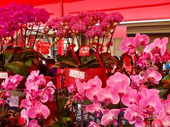 -越秀西湖花市(广州城市广场花卉店)