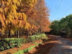 -上海海湾国家森林公园