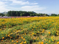 -北京东方普罗旺斯薰衣草庄园