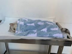 -灵美宠物诊所