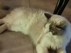 -故遥酒馆.赛事直播