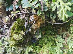 -海南热带雨林国家公园吊罗山景区