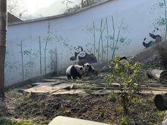 -中国大熊猫保护研究中心雅安碧峰峡基地