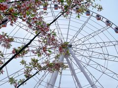 -顾村公园