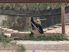 -中国大熊猫保护研究中心雅安碧峰峡基地