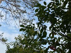 -广州市流溪河国家森林公园