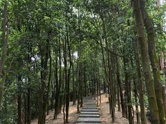 -火炉山森林公园