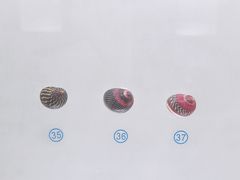 -青岛贝壳博物馆