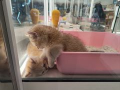 -babydoll猫舍·米努特·德文·缅因(久光中心店)