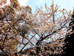 -热田神宫