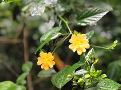 -中国科学院华南植物园