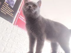 -平行世界·猫咖(首经贸店)