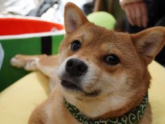 -逗柴咖啡屋·狗咖猫咖宠物桌游