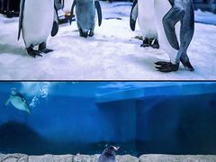 -悉尼海洋生物水族馆