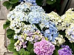 -溪岸路花鸟市场