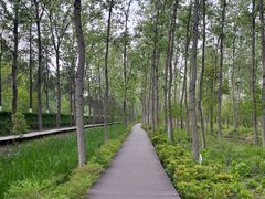 -合肥滨湖国家森林公园